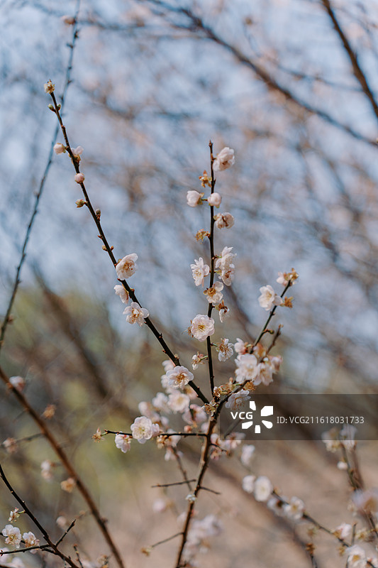 白云山梅花谷图片素材