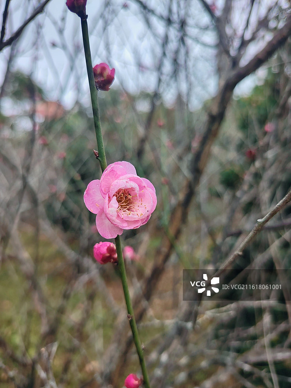 春天里来梅花开图片素材