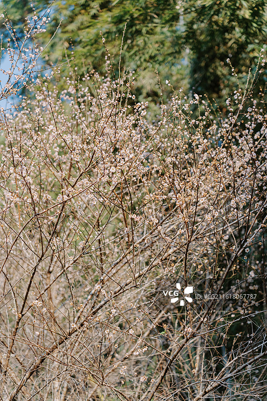 白云山梅花谷图片素材