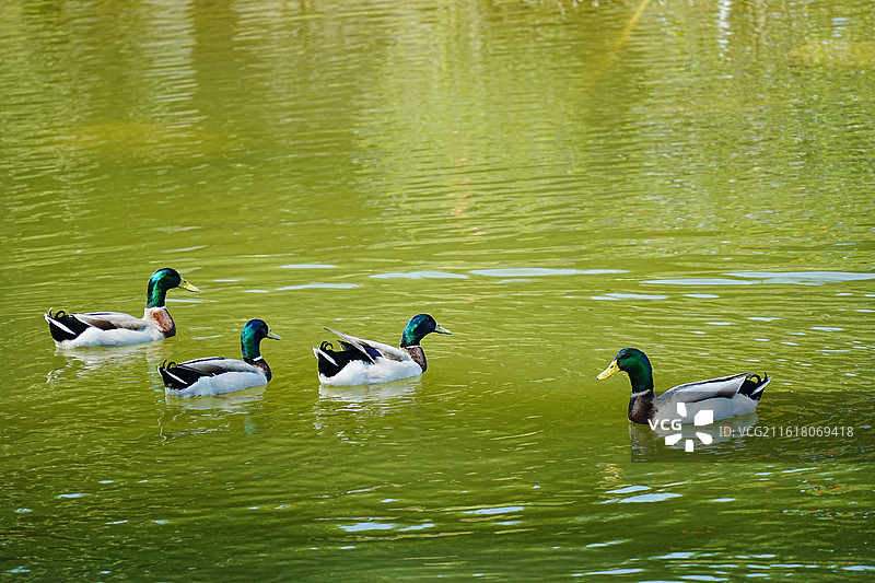 绿头鸭图片素材