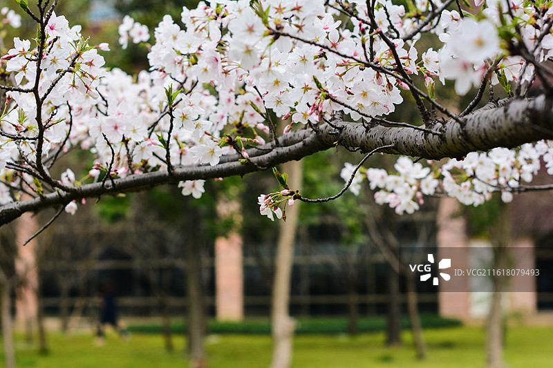樱花，染井吉野樱，枝条图片素材