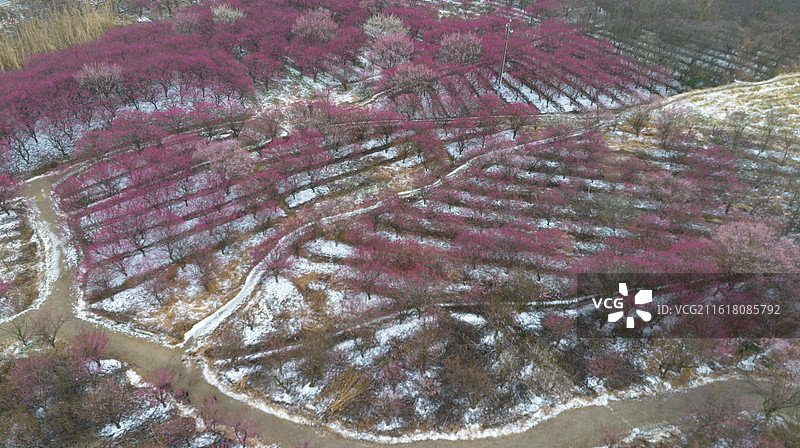 汨罗北坪村梅花图片素材
