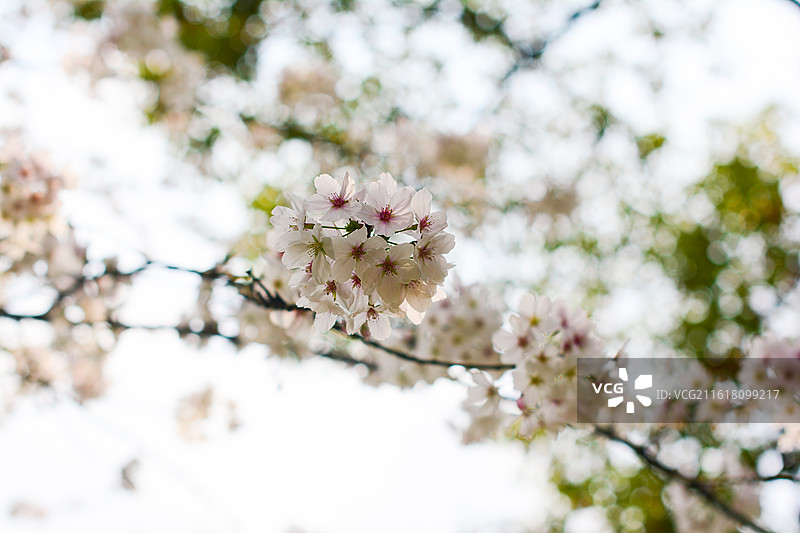 樱花，染井吉野樱，枝条图片素材