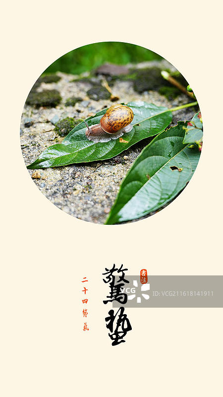 惊蛰 节气 春天 清新 昆虫 蜗牛 爬行 很慢图片素材