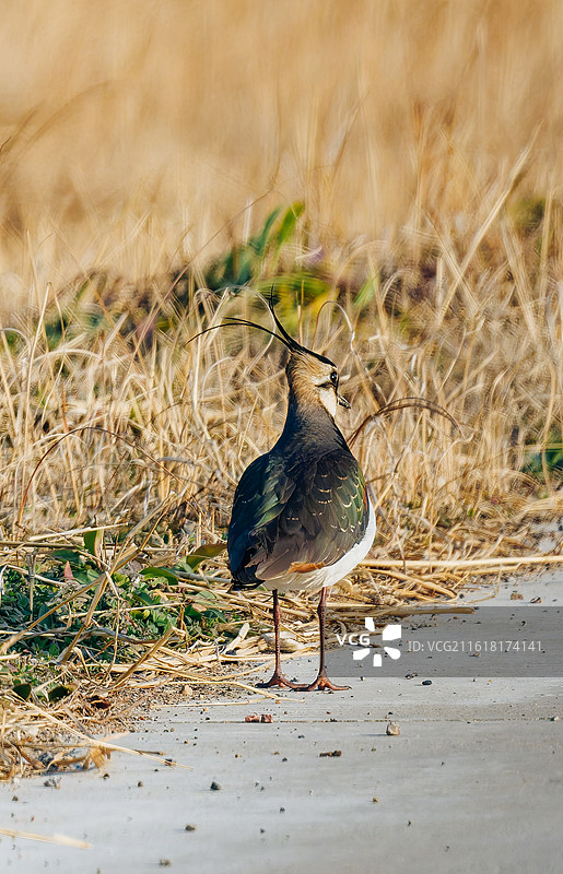 田边的凤头麦鸡图片素材