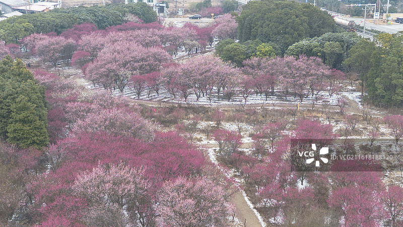汨罗北坪村梅花图片素材