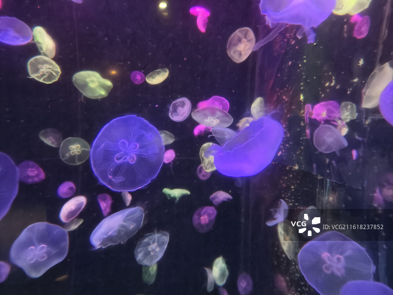 彩色水母在水中漂浮图片素材