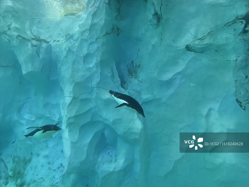 企鹅在冰洞中游动图片素材