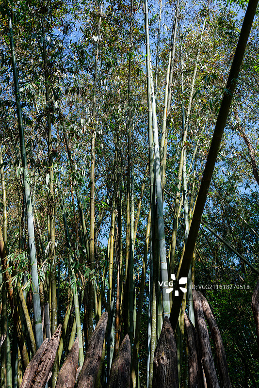 沧源翁丁古寨树林里的木桩寨桩图片素材