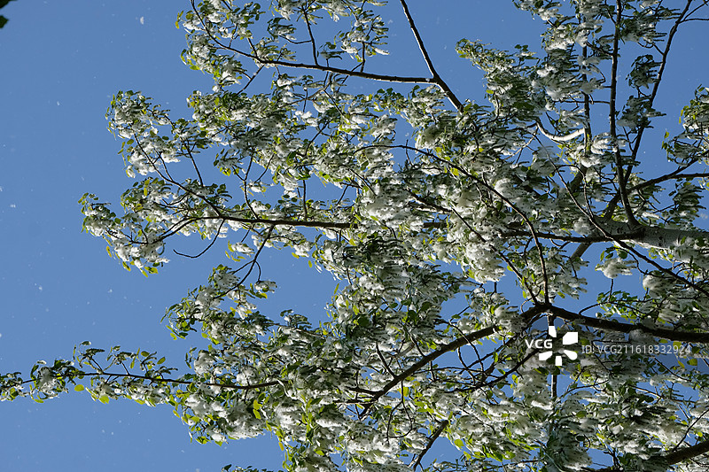 春天杨树。阳光下漫天飞舞的杨絮。风景背景图壁纸图片素材