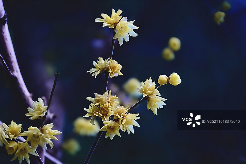 腊梅 月坛公园图片素材