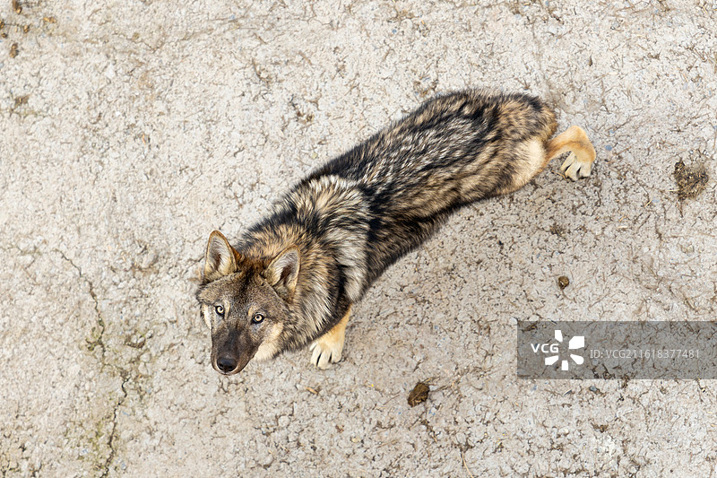 青藏高原野生动物园 狼图片素材