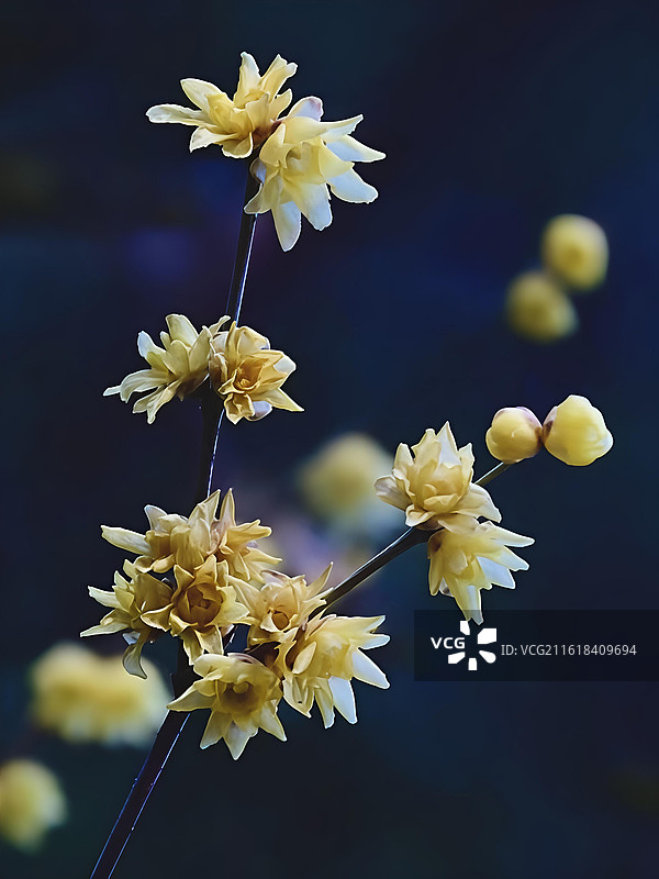 腊梅 月坛公园图片素材