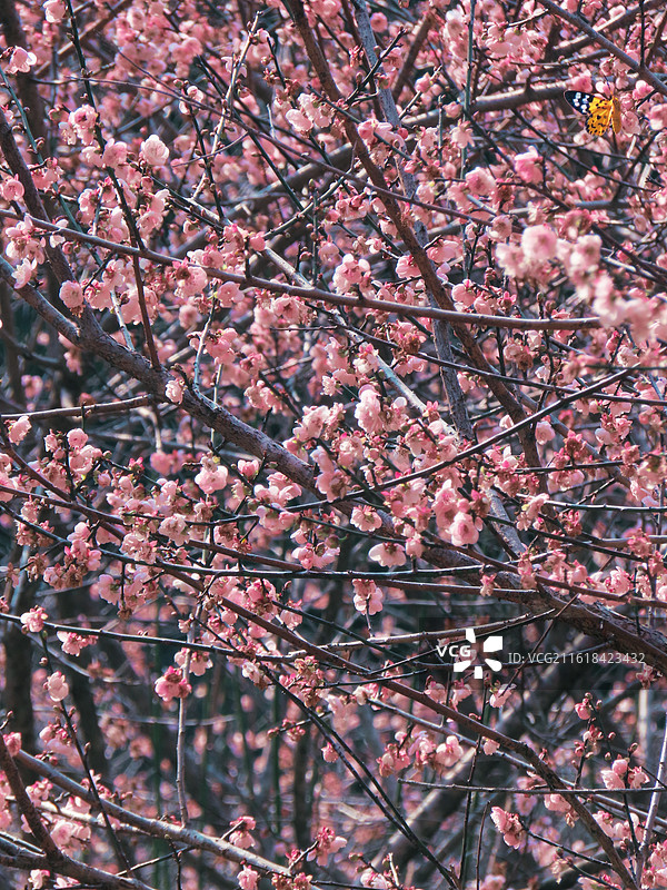 广州白云山梅花谷图片素材
