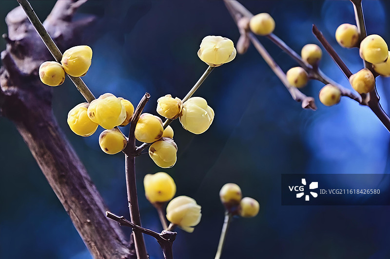 腊梅 月坛公园图片素材