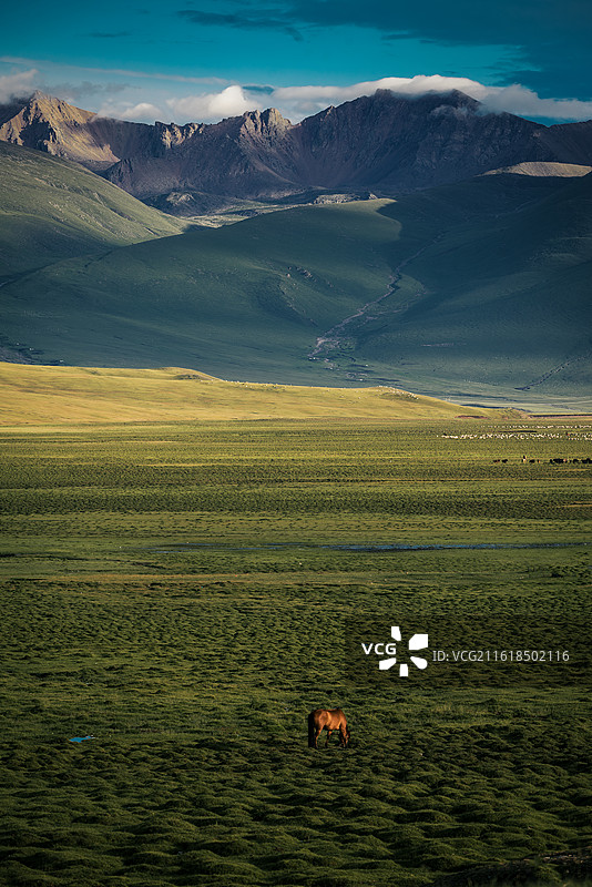 草原骏马图片素材