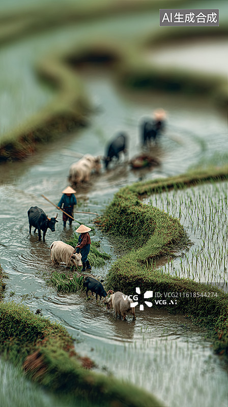 【AI数字艺术】农民在梯田中放牧水牛图片素材