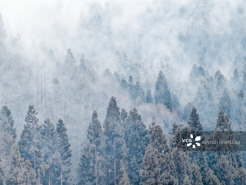 雾锁寒林图片素材