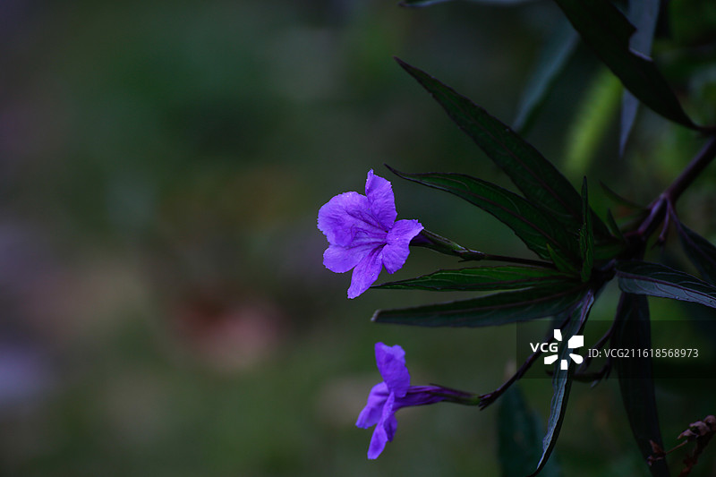 蓝花草图片素材