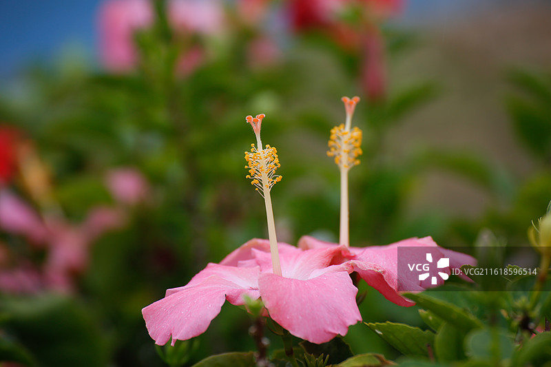 朱槿花  大红花图片素材