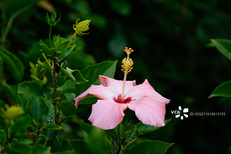 朱槿花  大红花图片素材