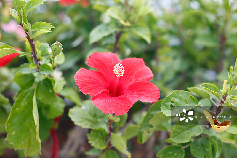 朱槿花  大红花图片素材