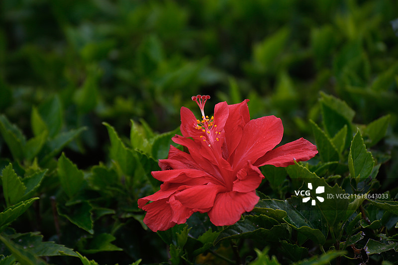 朱槿花  大红花图片素材