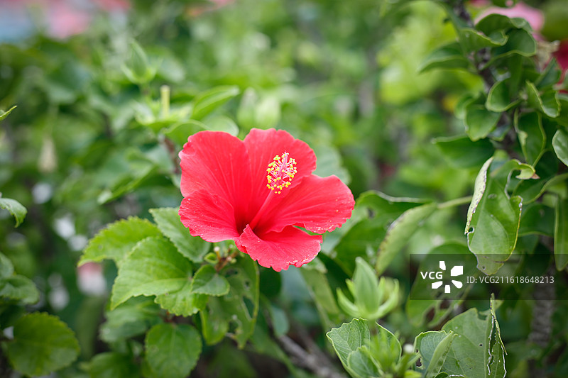 朱槿花  大红花图片素材