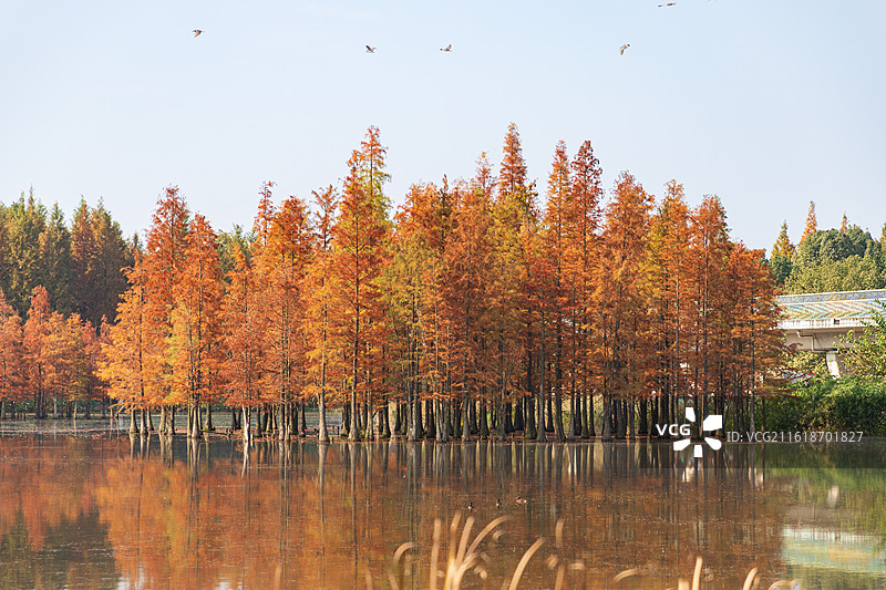 成都白鹭湾湿地公园，秋日湿地彩林、白鹭飞鸟图图片素材