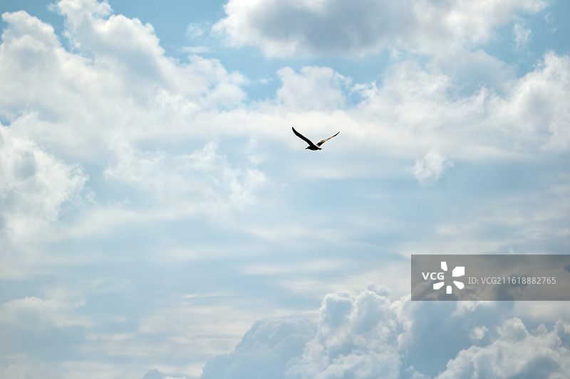 在多云的天空中飞行的鸟的低角度视图图片素材