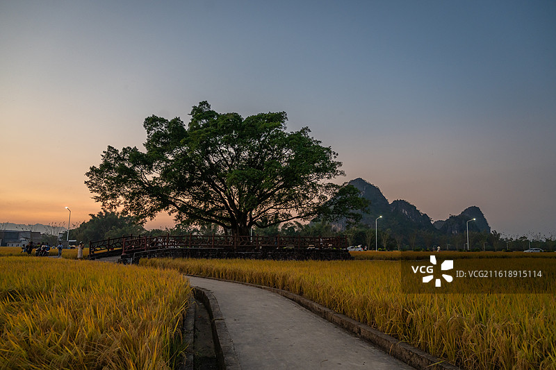春北十里画廊稻田秋色，广东省阳江市阳春市春湾镇图片素材