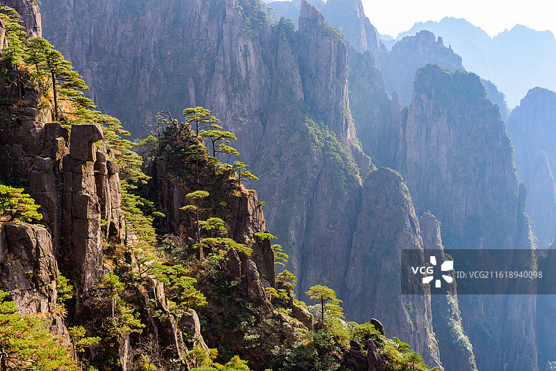 安徽黄山风景区，悬崖峭壁上的黄山松，逆光拍摄。图片素材