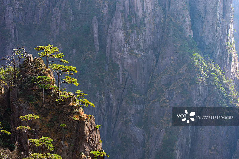 安徽黄山风景区，悬崖峭壁上的黄山松，逆光拍摄。图片素材
