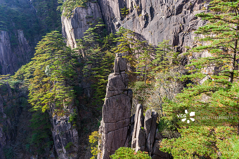 安徽黄山风景区，悬崖峭壁上的黄山松，逆光拍摄。图片素材