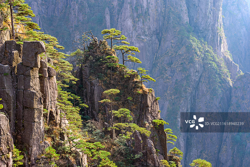 安徽黄山风景区，悬崖峭壁上的黄山松，逆光拍摄。图片素材