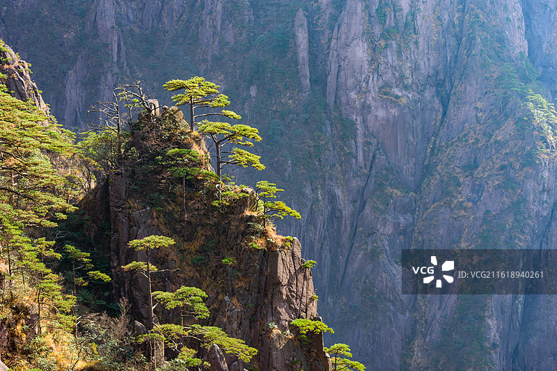 安徽黄山风景区，悬崖峭壁上的黄山松，逆光拍摄。图片素材