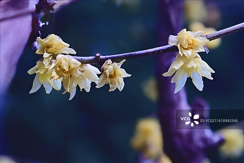 腊梅 月坛公园图片素材