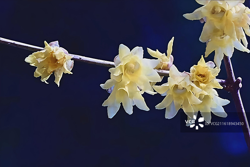 腊梅 月坛公园图片素材