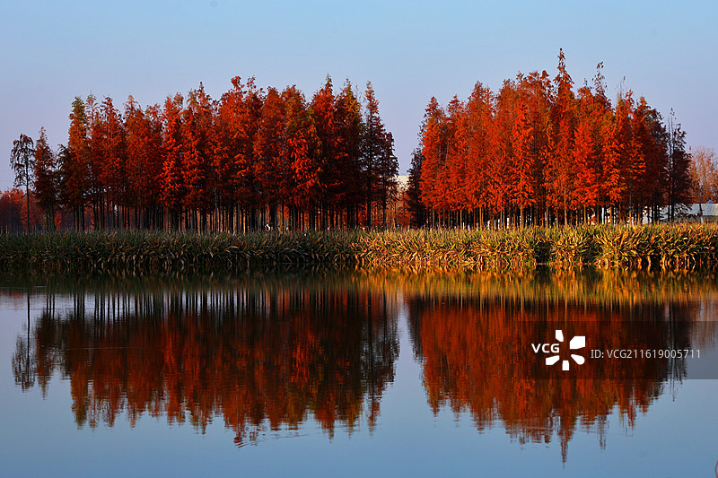 红杉倒影，拍摄于江西省南昌市高新区鱼尾洲公园图片素材