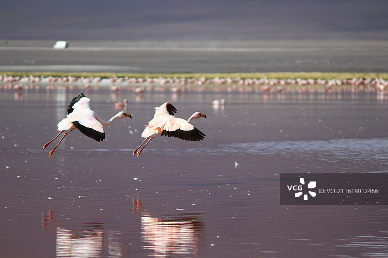 玻利维亚圣佩特罗斯洛里沙漠红鹤湖（Laguna Colorada）图片素材