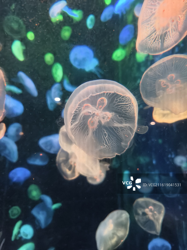 水母在彩色光中漂浮图片素材
