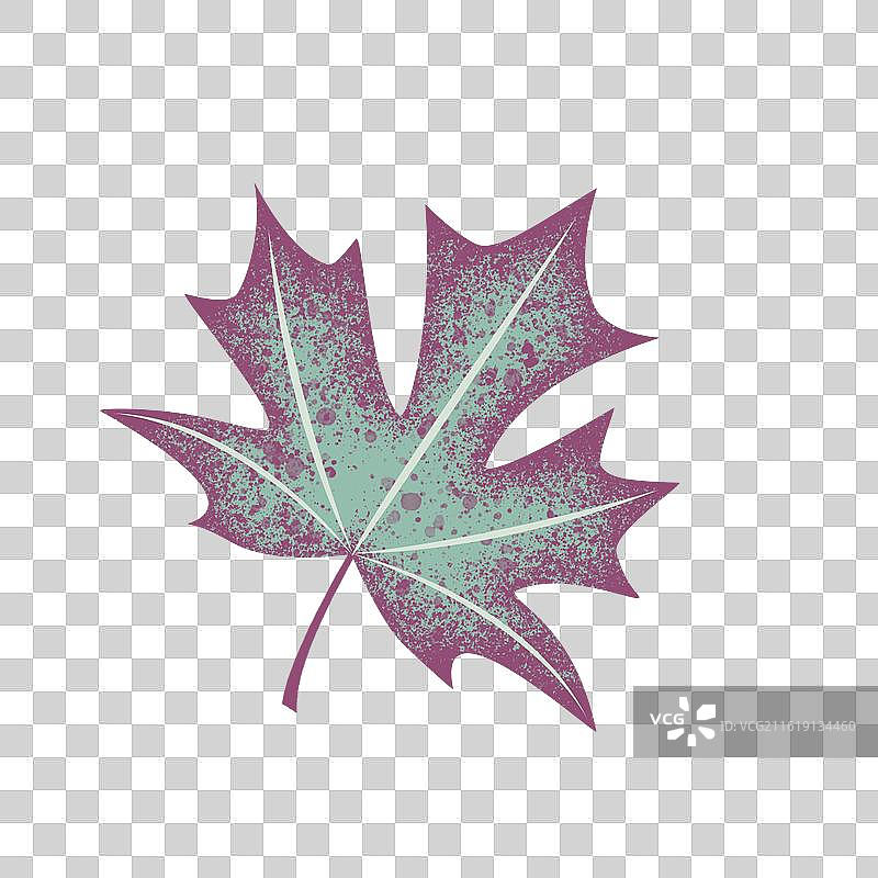 植物标本图片素材