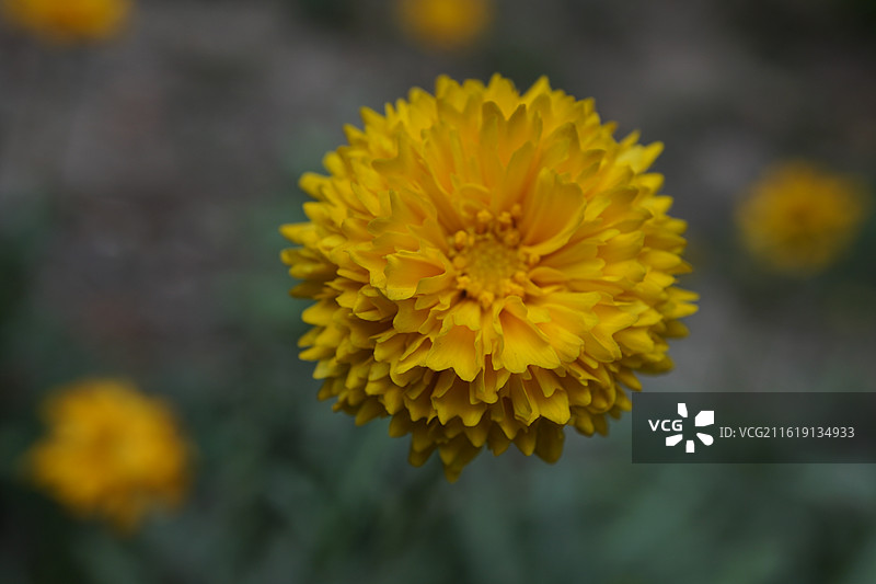 户外盛开的黄花金鸡菊特写图片素材