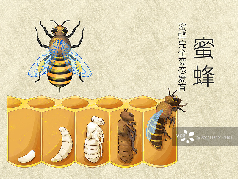 手绘水彩蜜蜂完全变态发育插画图片素材