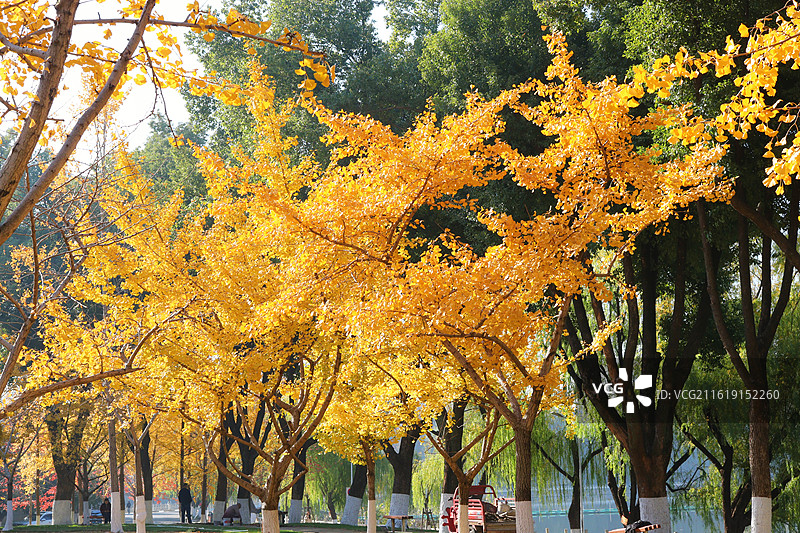 湖北武汉中南民族大学校园里的秋天图片素材