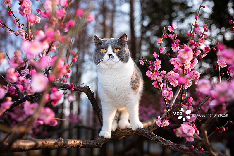 站在梅花树上的小猫图片素材