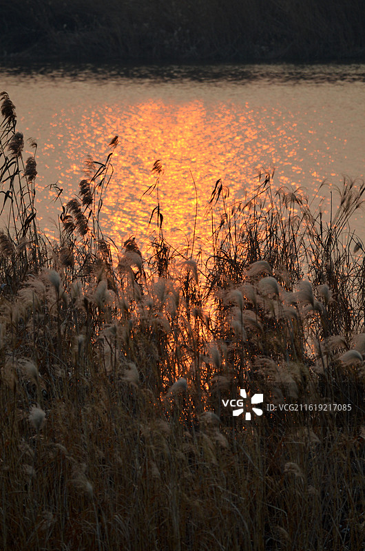 夕阳里金光灿灿的湖面与芦苇荡图片素材