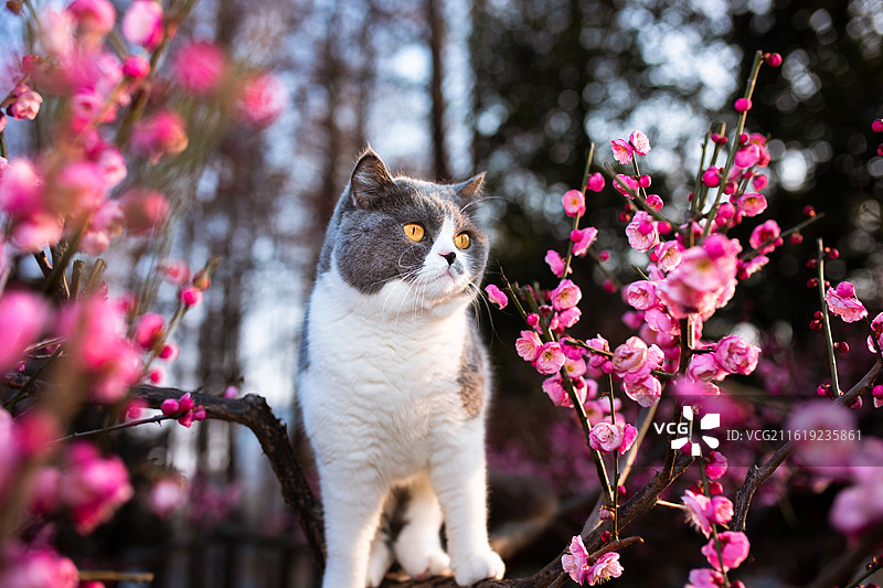 站在梅花树上的猫咪图片素材