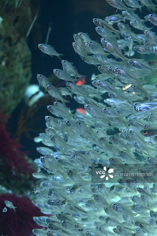 珠海长隆海洋王国一群透明玻璃猫鱼（也叫幽灵鱼），也可能是同类型的小型透明灯鱼。图片素材