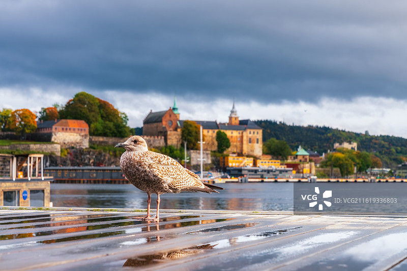 挪威奥斯陆Oslo，阿克斯胡斯城堡，冬羽银鸥Larus argentatus，常见欧洲沿海及城市水域图片素材